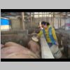 015-feeding pigs.JPG